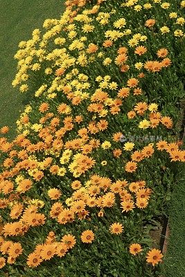 夏季黄色和橙色的雏菊和花瓣/黄色和橙色的骨芥雏菊花和花蕾生长在每年夏天的花坛花园模糊的叶子背景，黄色向日葵非洲雏菊/雏菊灌木花的特写图像